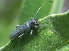 Phytoecia caerulescens