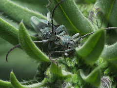 Phytoecia caerulescens