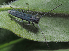 Phytoecia caerulescens