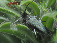 Phytoecia caerulescens