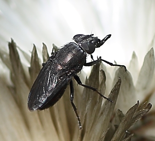 Genus Cosmina · iNaturalist Canada