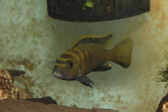 Chindongo flavus