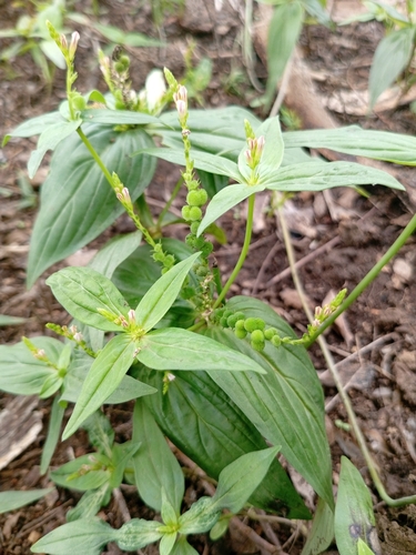 Pink Weed