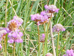 Armeria maritima purpurea