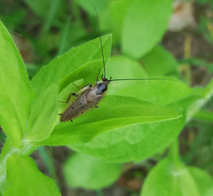 Ectobius lapponicus
