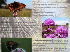 Armeria maritima purpurea