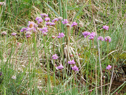 Armeria maritima ssp. purpurea