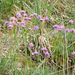 Armeria maritima purpurea - Photo (c) Wolfgang Jauch, some rights reserved (CC BY), uploaded by Wolfgang Jauch