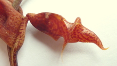 Gongora meneziana
