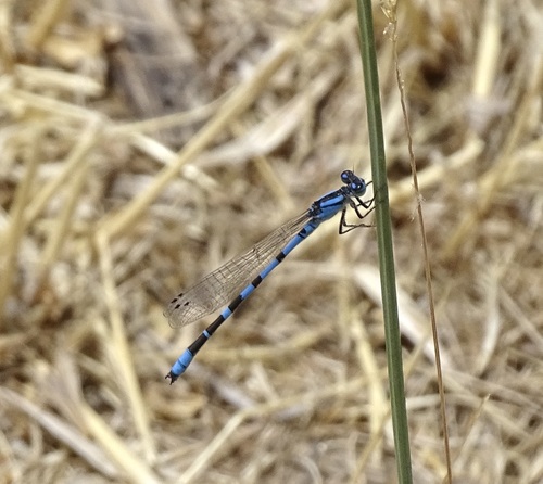 River Bluet photo 2