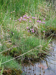 Armeria maritima purpurea
