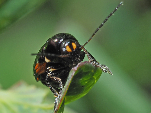 hypericum pot beetle, photo 5 of 8