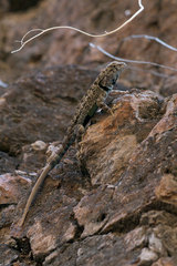 Sceloporus merriami longipunctatus
