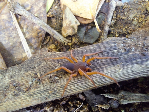 Abapeba lacertosa