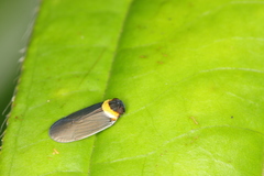 Plectoderes collaris