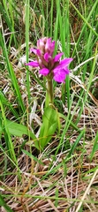 Dactylorhiza majalis sphagnicola