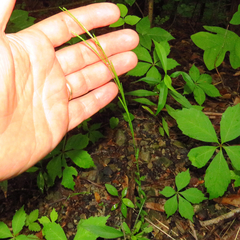 Arabis pycnocarpa adpressipilis