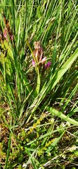 Dactylorhiza majalis sphagnicola