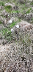 Eriophorum vaginatum