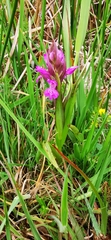 Dactylorhiza majalis sphagnicola