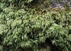 Pseudisothecium myosuroides