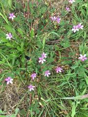 Erodium cicutarium cicutarium