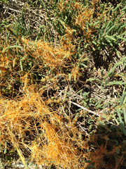 Cuscuta pacifica