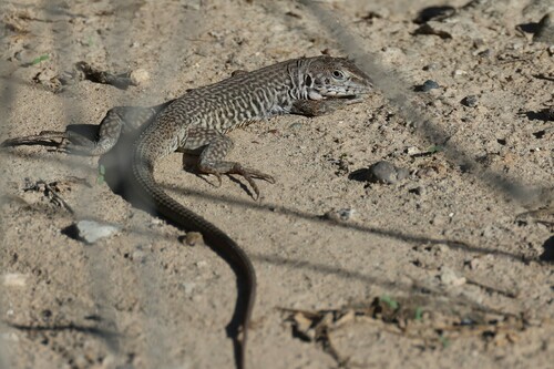 Marbled Whiptail