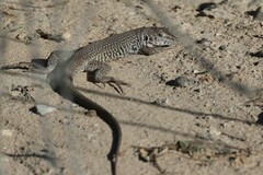 Marbled Whiptail photo 2