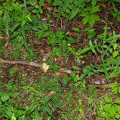 Arabis pycnocarpa adpressipilis