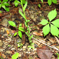 Arabis pycnocarpa adpressipilis