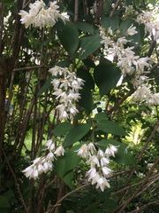 Deutzia