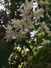 Deutzia