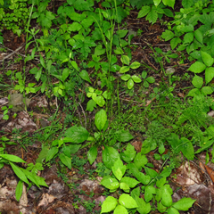 Arabis pycnocarpa adpressipilis