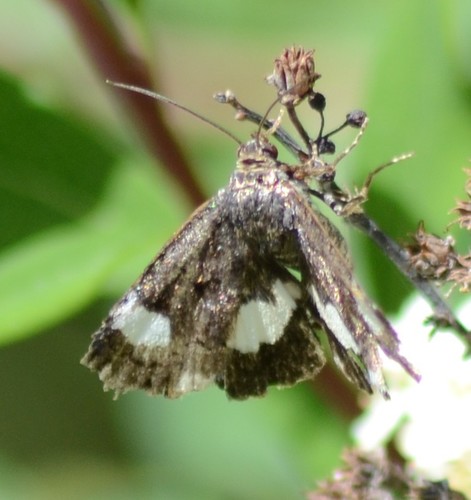 Four-spotted Moth, 781 S Sedona Ct, Grand Junction, CO 81506, USA, photo 10 of 10