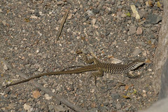 Aspidoscelis tesselatus