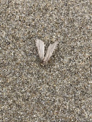 Tathorhynchus exsiccata