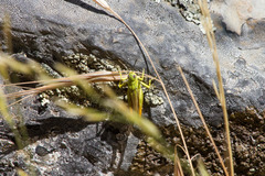 Chorthippus apicalis