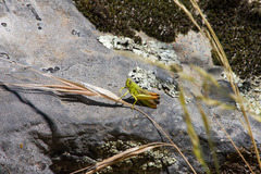 Chorthippus apicalis