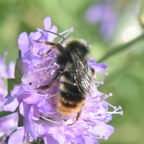 Hill Cuckoo Bumble bee photo 2