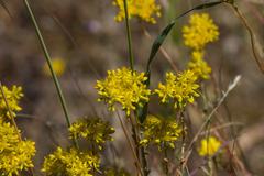 Petrosedum forsterianum