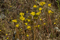 Petrosedum forsterianum