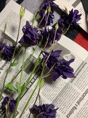 Aquilegia vulgaris