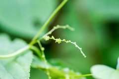 Dioscorea villosa