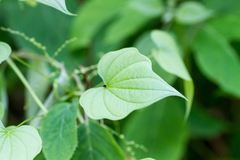 Dioscorea villosa