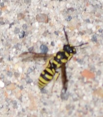 Stenodynerus cochisensis