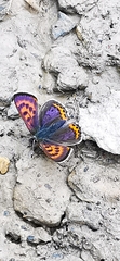 Lycaena helle