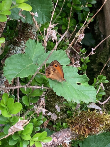 Pyronia tithonus
