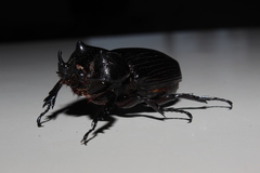 Phileurus