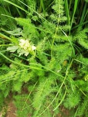 Meum athamanticum